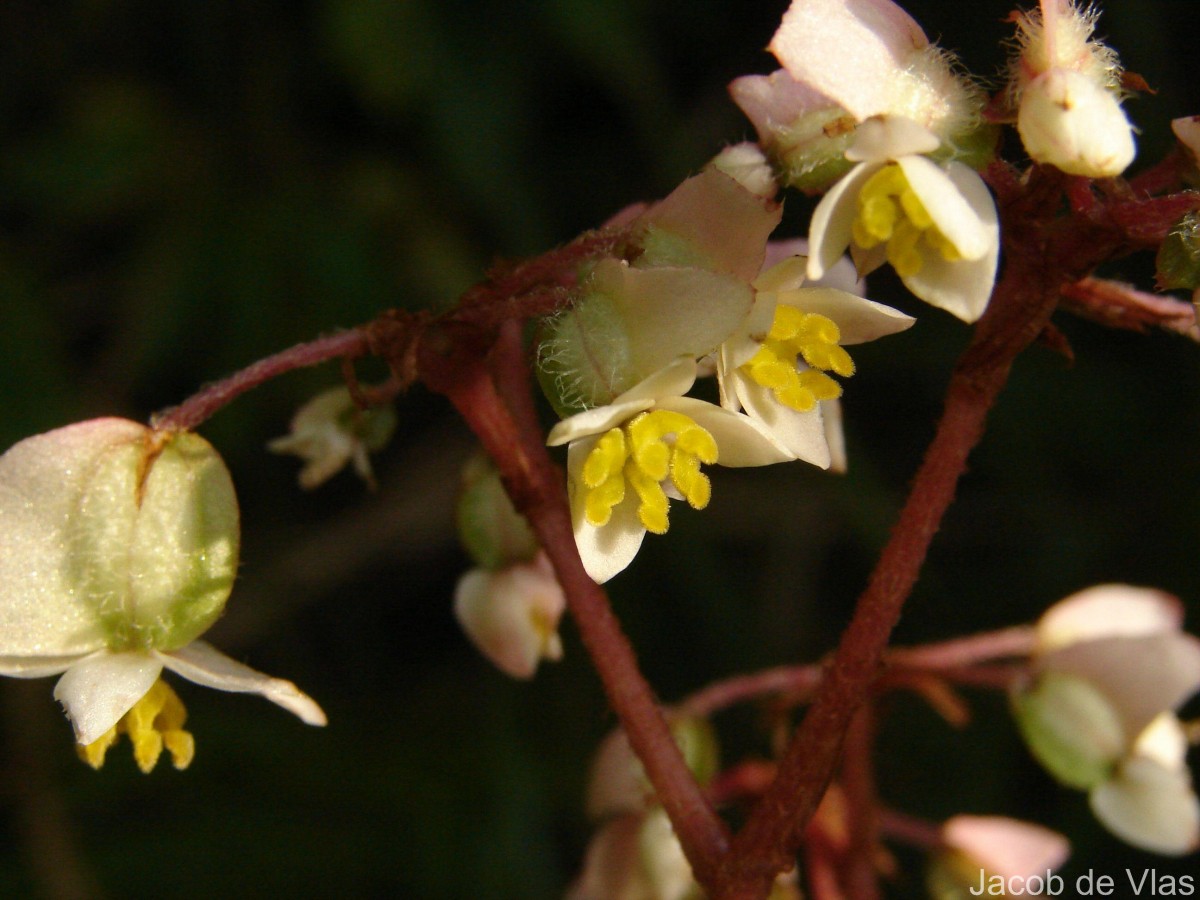 Begonia ulmifolia Willd.
